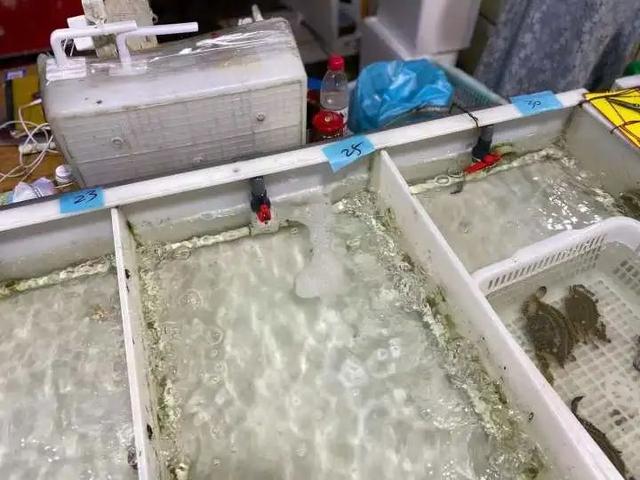 梭子蟹死了能吃吗，梭子蟹刚死放明天吃行吗（价格大跌）