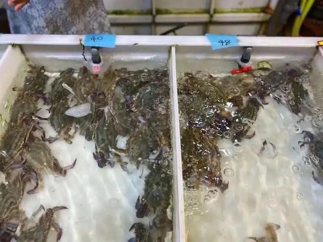 梭子蟹死了能吃吗，梭子蟹刚死放明天吃行吗（价格大跌）