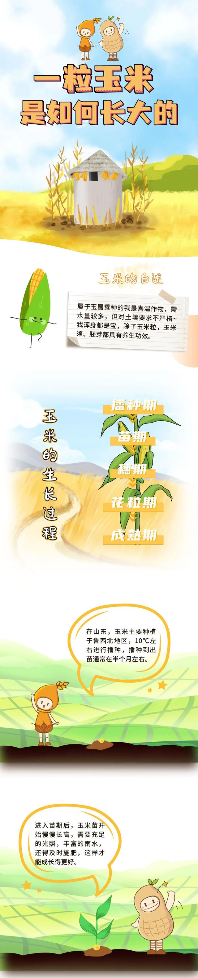 玉米的生长过程，玉米生长的全过程（一粒玉米是如何长大的）