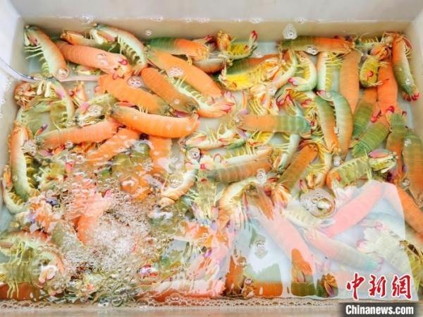 赖尿虾介绍，赖尿虾是哪里的（南海开渔后会“濑尿”的虾在广东侨乡台山备受青睐）