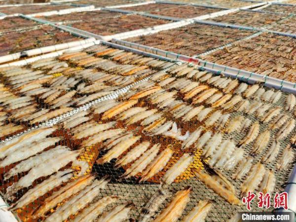 赖尿虾介绍，赖尿虾是哪里的（南海开渔后会“濑尿”的虾在广东侨乡台山备受青睐）