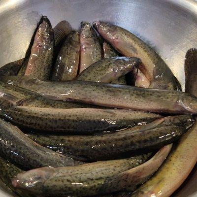 烧泥鳅怎么烧好吃窍门，烧泥鳅怎么烧好吃窍门视频（小白也能轻松学会的红烧泥鳅）