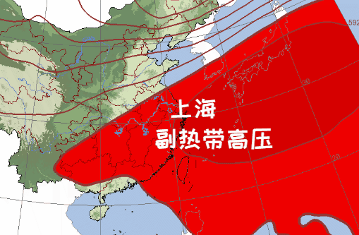 灭蝇妙招，灭苍蝇的妙招（上海阿姨教你如何做蚊虫“灭霸”→）