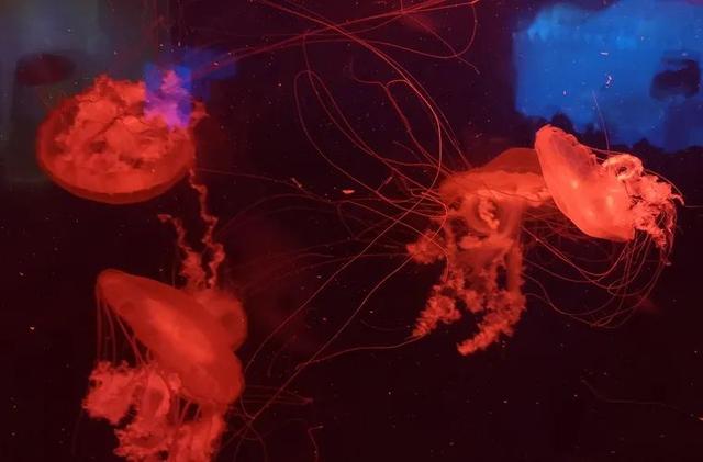 发光鱼是光源吗，发光鱼是不是光源（还记得《阿凡达》里的发光植物吗）