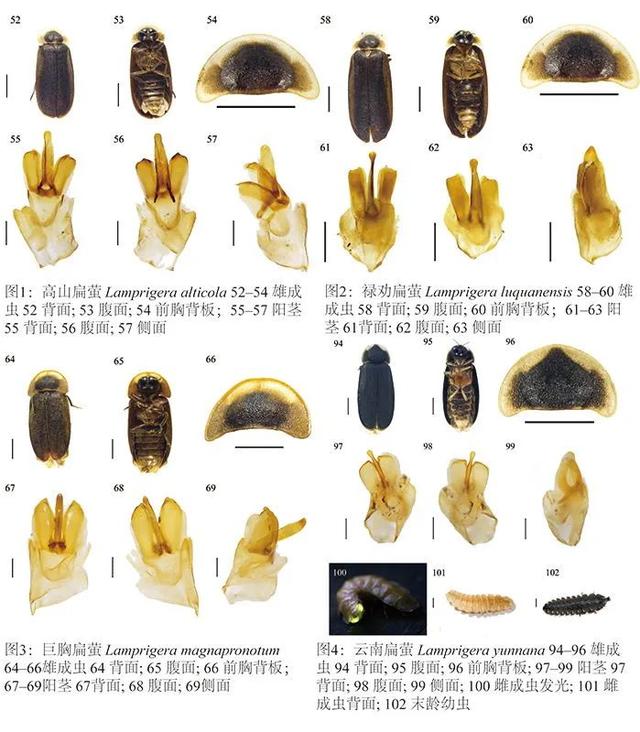 发光鱼是光源吗，发光鱼是不是光源（还记得《阿凡达》里的发光植物吗）