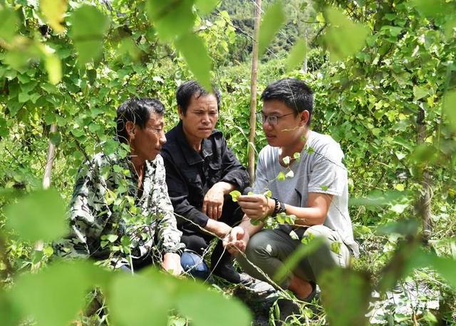 中草药的种植，中草药种植