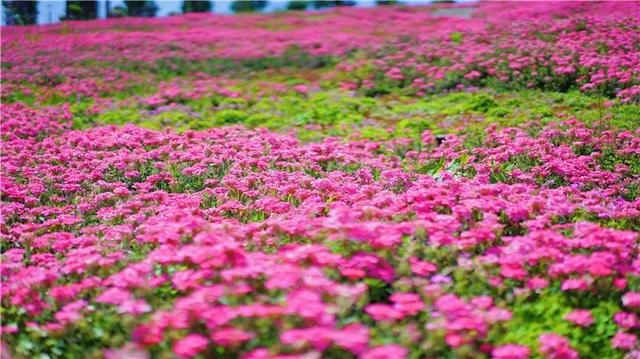 红河旅游景点大全，红河州有哪些旅游景点（中秋红河三日游）