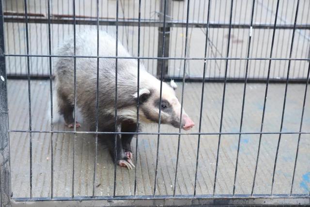 闰土和猹是什么梗，闰土刺猹什么梗（《少年闰土》中抓的“猹”）