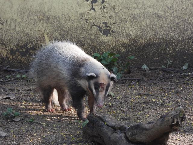 闰土和猹是什么梗，闰土刺猹什么梗（《少年闰土》中抓的“猹”）
