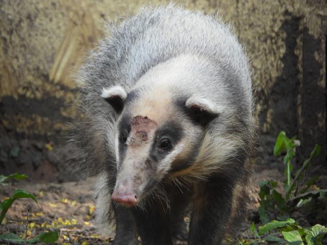 闰土和猹是什么梗，闰土刺猹什么梗（《少年闰土》中抓的“猹”）