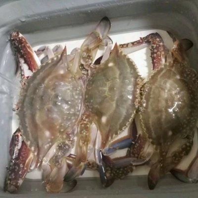 梭子蟹，轻松生活#清炒梭子蟹你能吃多少（梭子蟹处理）