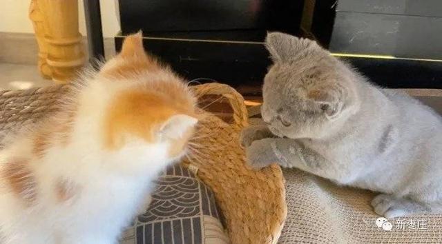 爱莎玫瑰花花语，跟小编来枣庄这个地儿一探究竟