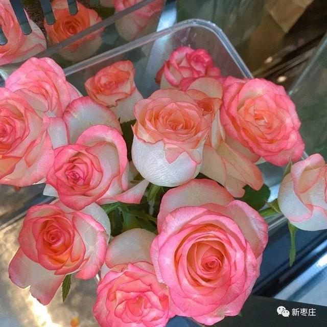 爱莎玫瑰花花语，跟小编来枣庄这个地儿一探究竟