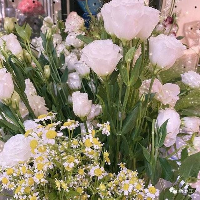 爱莎玫瑰花花语，跟小编来枣庄这个地儿一探究竟