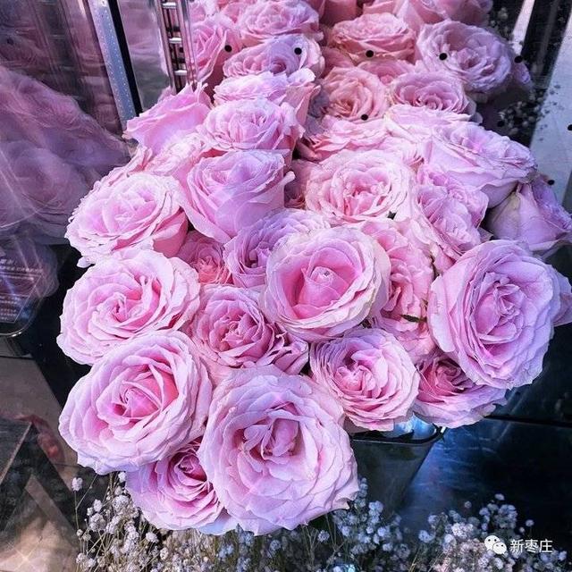 爱莎玫瑰花花语，跟小编来枣庄这个地儿一探究竟