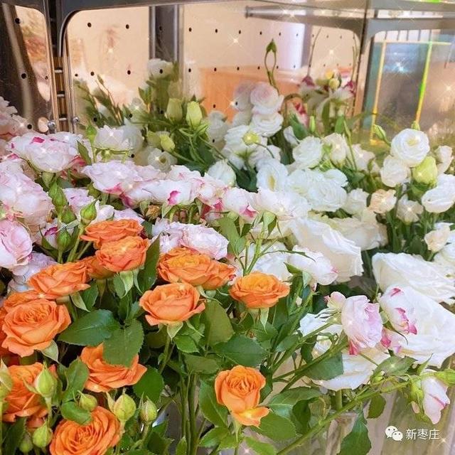 爱莎玫瑰花花语，跟小编来枣庄这个地儿一探究竟