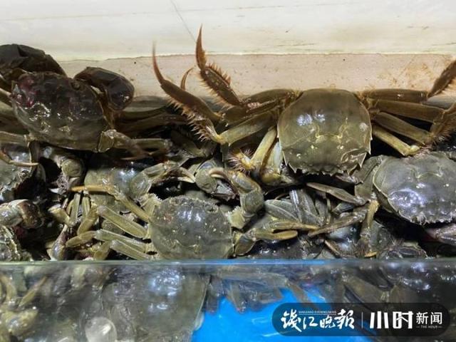 阳澄湖大闸蟹几月份上市，大闸蟹几月份上市（正宗阳澄湖蟹也要来了）
