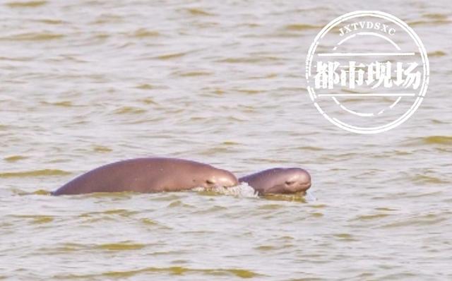 赣江这一幕太珍贵了，鳤鱼图片
