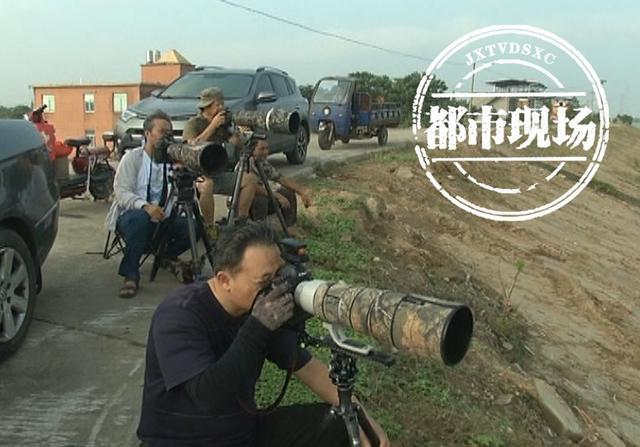 赣江这一幕太珍贵了，鳤鱼图片