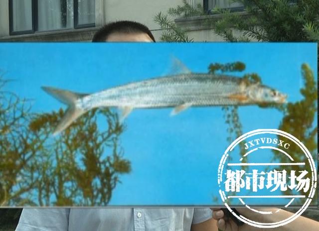赣江这一幕太珍贵了，鳤鱼图片