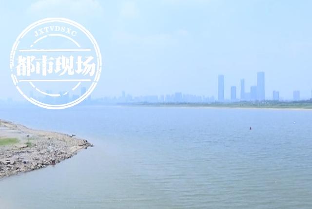 赣江这一幕太珍贵了，鳤鱼图片