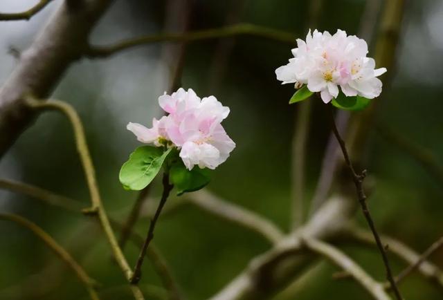 桃花是什么季节开的，杏花是什么季节开的（这里的桃花9月绽放……桃花）