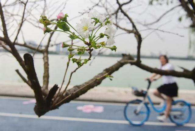 桃花是什么季节开的，杏花是什么季节开的（这里的桃花9月绽放……桃花）