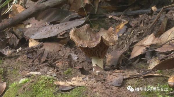 蛞蝓对人体有什么危害，蛞蝓会钻进人体吗（祖孙三口误食这种东西后丧命）