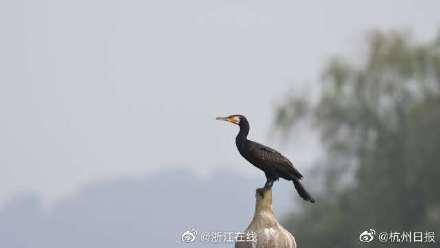 冬候鸟剧情介绍，韩剧冬候鸟剧情（西湖里第一只冬候鸟已经到了）