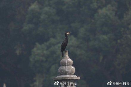 冬候鸟剧情介绍，韩剧冬候鸟剧情（西湖里第一只冬候鸟已经到了）