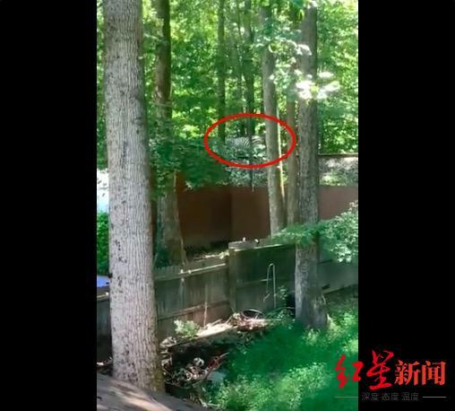 东非大草原在哪个国家，非洲大草原在非洲哪个国家（它们把这儿当东非大草原了）