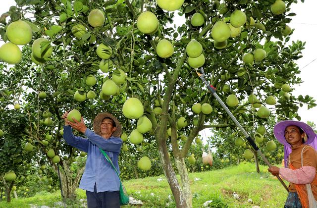 柚子产地在我国哪里，中国最好吃的柚子排名（云南景洪：沧江两岸柚香甜）