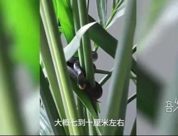 孕妇梦见杀蛇是什么意思，孕妇梦见杀蛇是什么意思周公解梦（男子用石头“打死”眼镜蛇）
