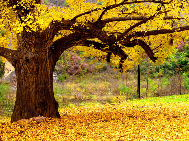 徽县属于哪个市，陕西徽县属于哪个市（《那山那水我代言》——走进徽县）