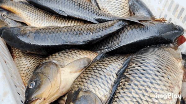 木头鱼韩语在线翻译，中韩翻译器（山东一高校支起大铁锅做全鱼宴）