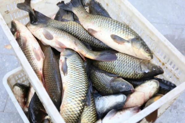 木头鱼韩语在线翻译，中韩翻译器（山东一高校支起大铁锅做全鱼宴）