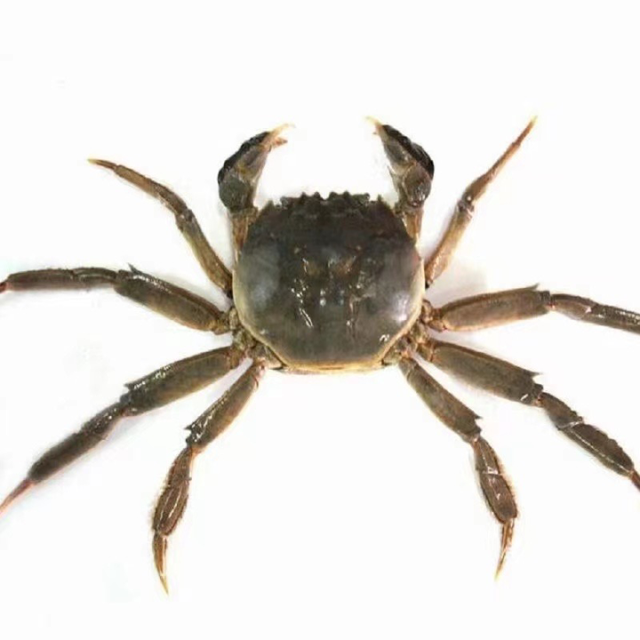 湖蟹和大闸蟹的区别，湖蟹和大闸蟹有什么区别（也不建议9月吃蟹”）