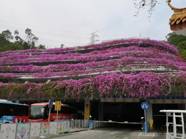 杜鹃花是什么颜色，春天的杜鹃花是什么颜色（打翻了调色板的簕杜鹃丨花花万物）