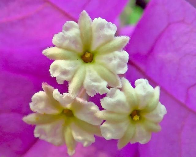 杜鹃花是什么颜色，春天的杜鹃花是什么颜色（打翻了调色板的簕杜鹃丨花花万物）