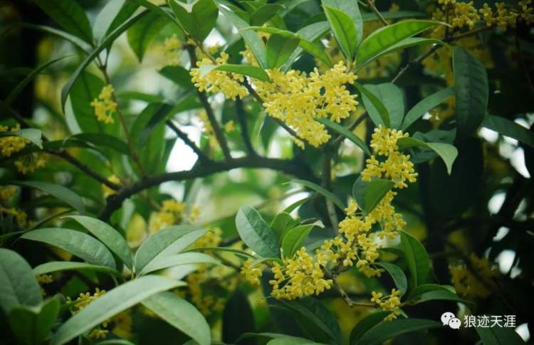 丹桂飘香是什么季节，丹桂飘香是指的什么季节（农历中国）