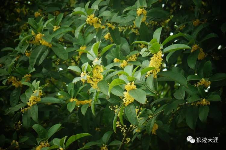 丹桂飘香是什么季节，丹桂飘香是指的什么季节（农历中国）