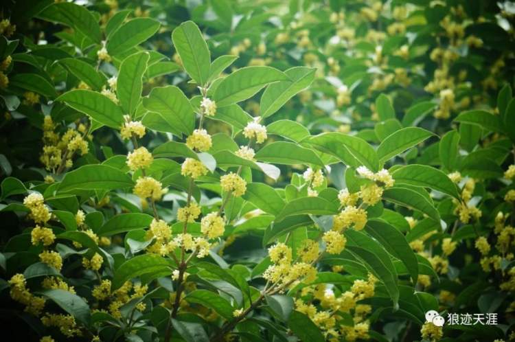 丹桂飘香是什么季节，丹桂飘香是指的什么季节（农历中国）