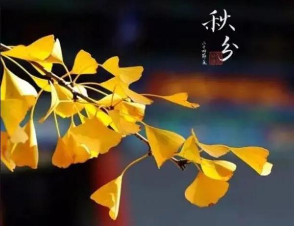 螃蟹什么季节吃，螃蟹什么季节吃最肥（云游二十四节气——秋分食蟹忙）