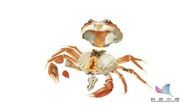 吃完螃蟹不能吃什么，吃完螃蟹千万别碰的5种食物（吃螃蟹竟有这么多讲究）