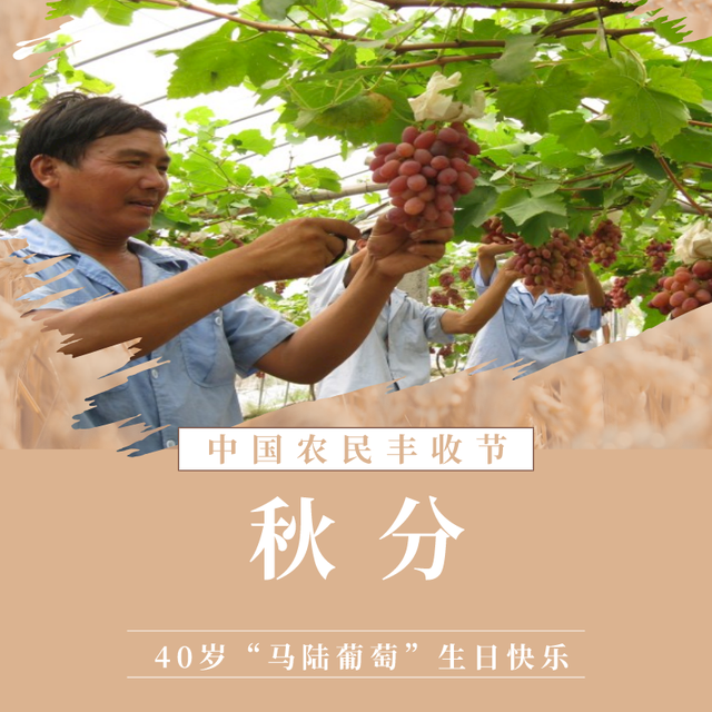 什么的葡萄，40岁“马陆葡萄”助力小康路（什么的葡萄沟填合适词语）