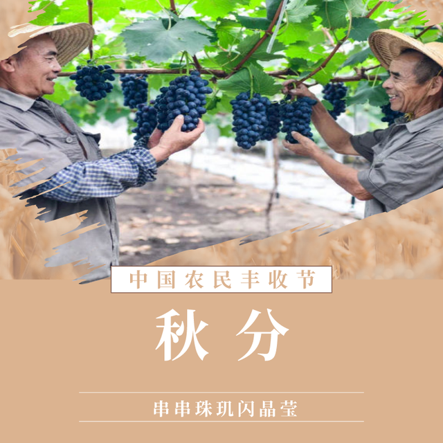 什么的葡萄，40岁“马陆葡萄”助力小康路（什么的葡萄沟填合适词语）