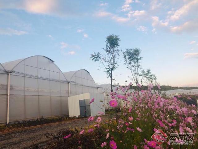全国吕金龙有多少人，吕金龙法院执行（云天化现代农业花卉产业示范基地一期进入采花期）