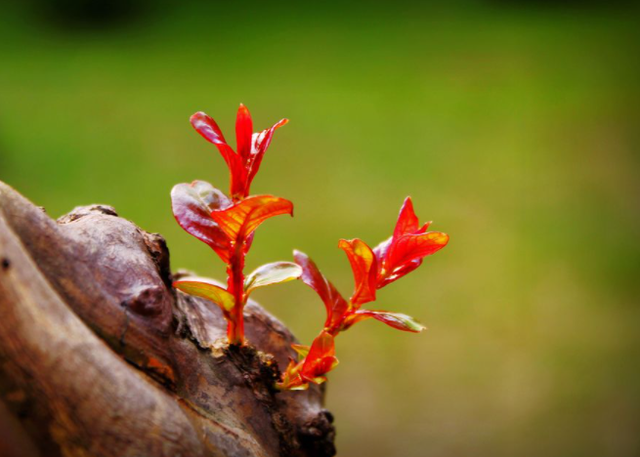 春天的燕子在干什么，春天的燕子在干什么（燕子，觅春）