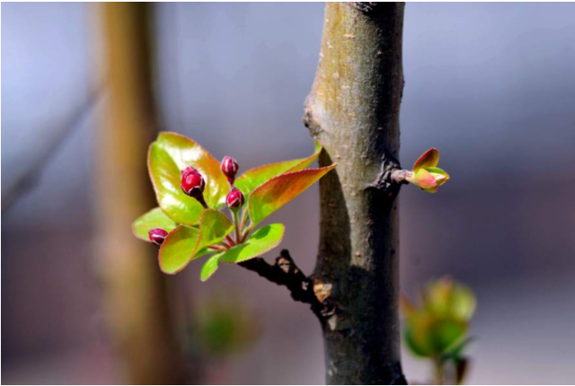 春天的燕子在干什么，春天的燕子在干什么（燕子，觅春）