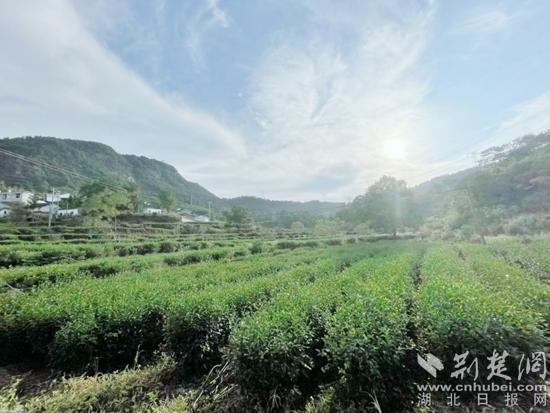 麻城龟山茶叶，龟山岩绿属于什么茶（麻城龟山镇聚力打造龟山岩绿茶文化产业园）
